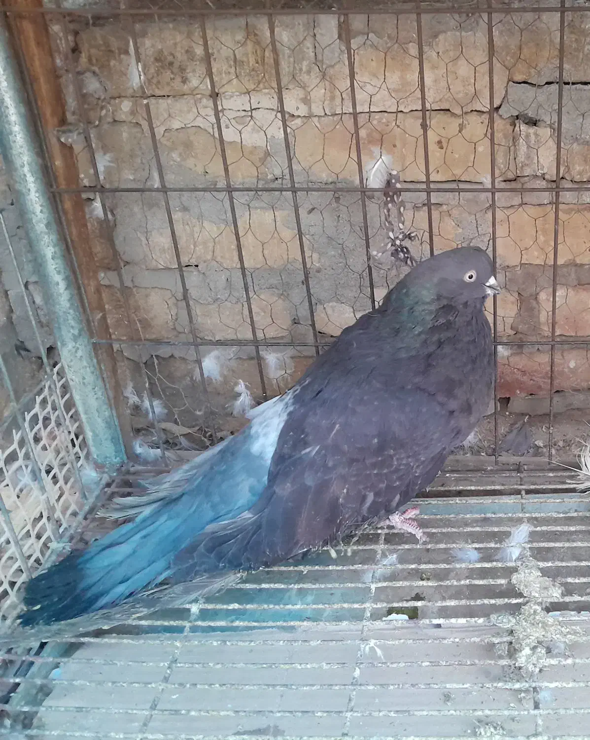 کفتر|پرنده|یزد, |دیوار