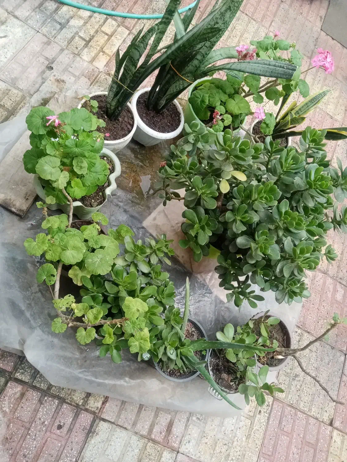 گل گیاه|گل و گیاه طبیعی|لاهیجان, کاروانسرابر|دیوار