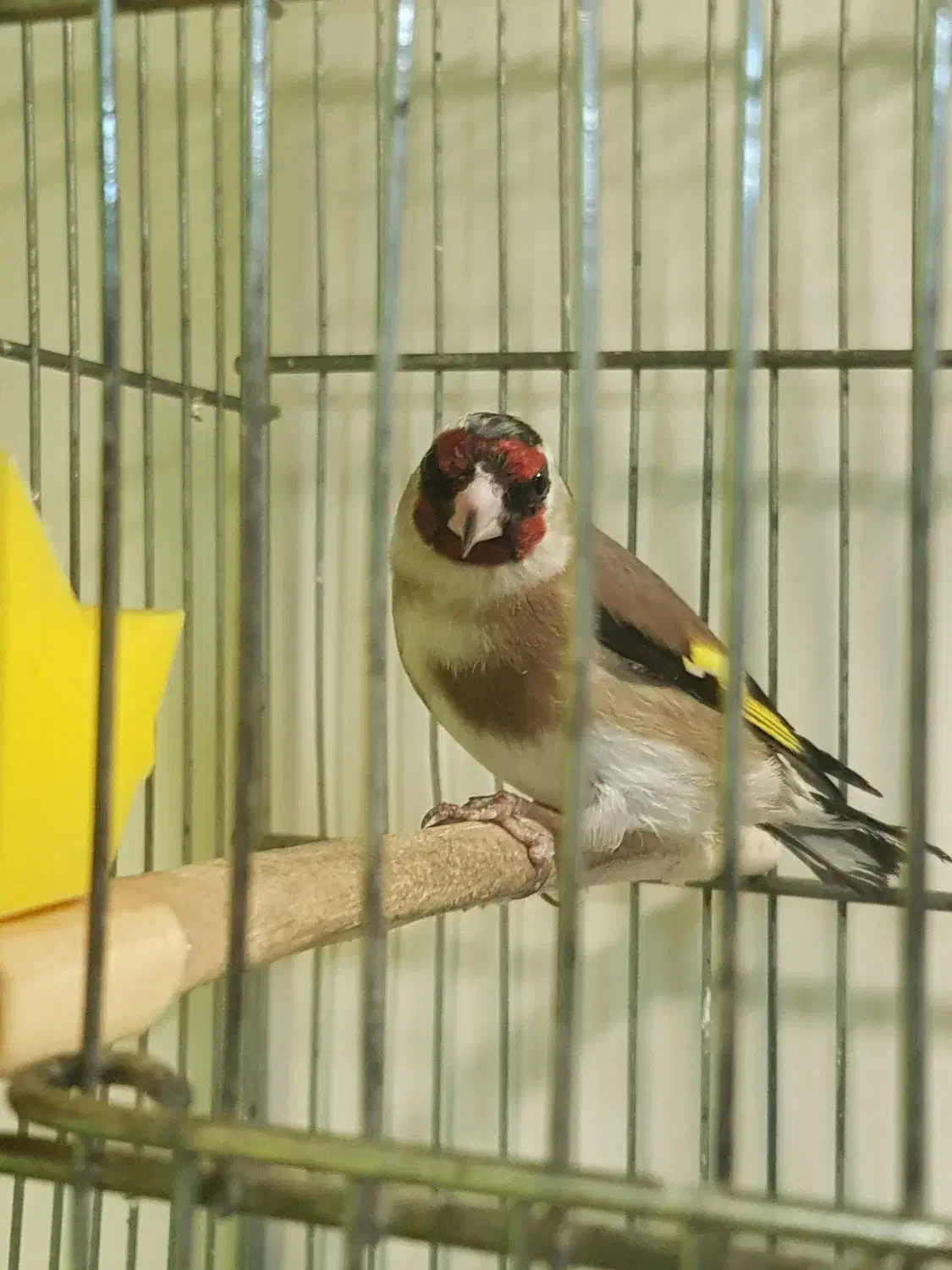 سهره رسمی نر|پرنده|پاکدشت, پاکدشت (مامازند)|دیوار