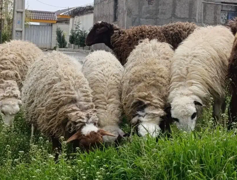 میش،وبره شیشک جهت قربانی|حیوانات مزرعه|قزوین, |دیوار