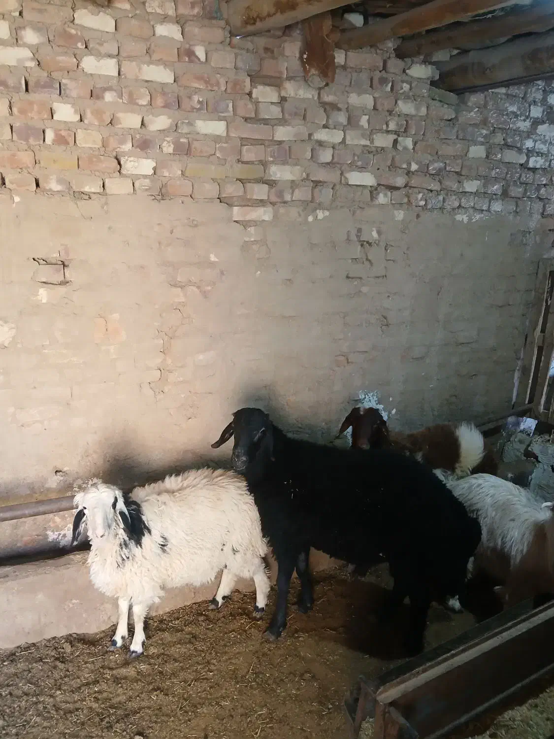 میش بر بز کره چپش|حیوانات مزرعه|یزد, |دیوار