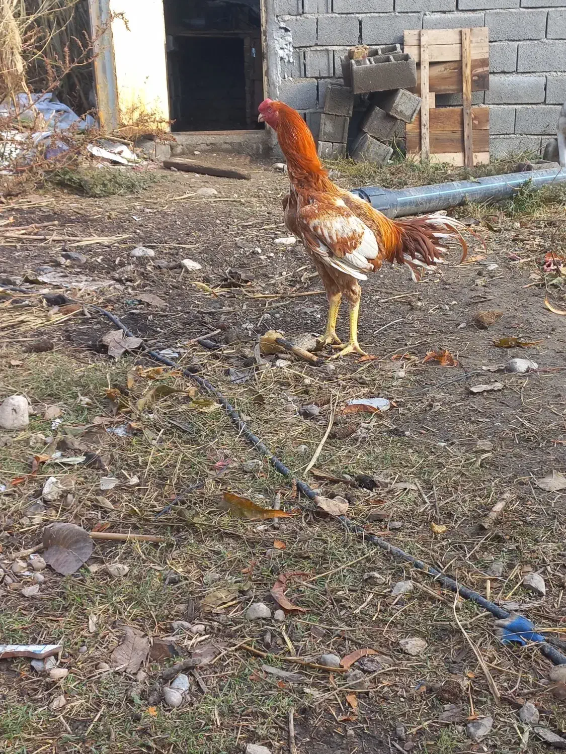 سلام دوستان دوتا جوجه خروس نسل ژرمن آلمانی|حیوانات مزرعه|گالیکش, |دیوار