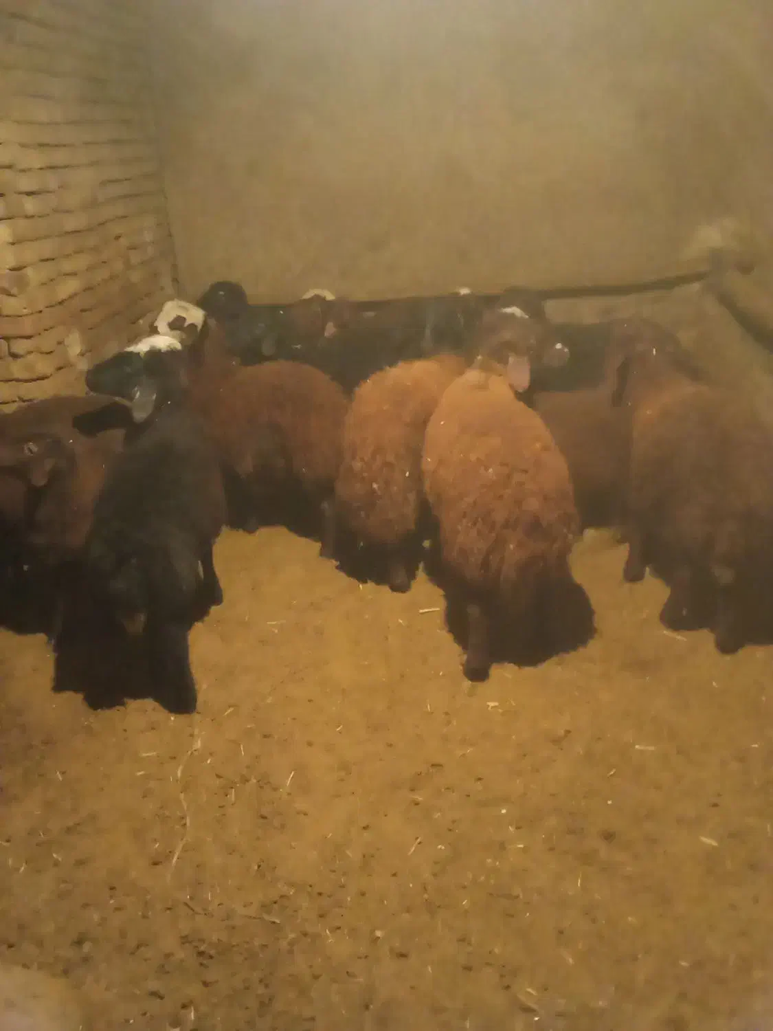 بره|حیوانات مزرعه|زالیان, |دیوار