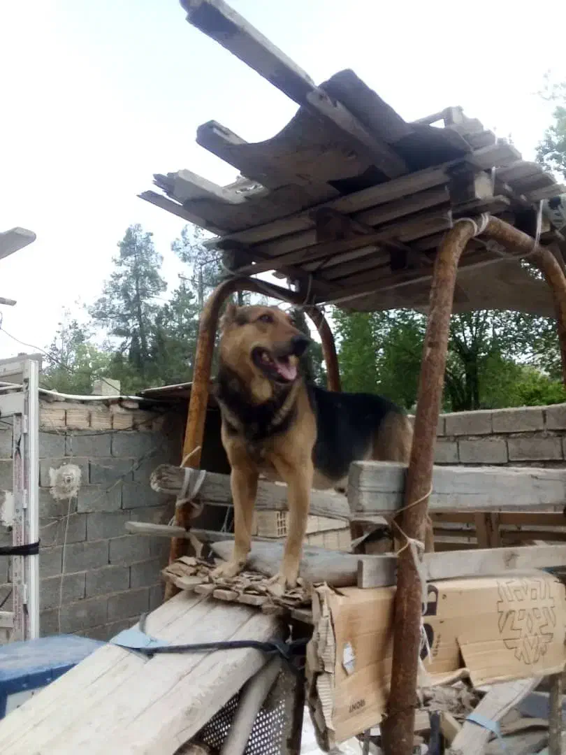 گم شدن سگ|سگ|شیراز, کوی زهرا|دیوار