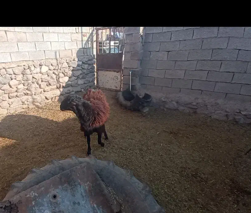 بره قوچی|حیوانات مزرعه|نیشابور, شهرک فیروزه|دیوار