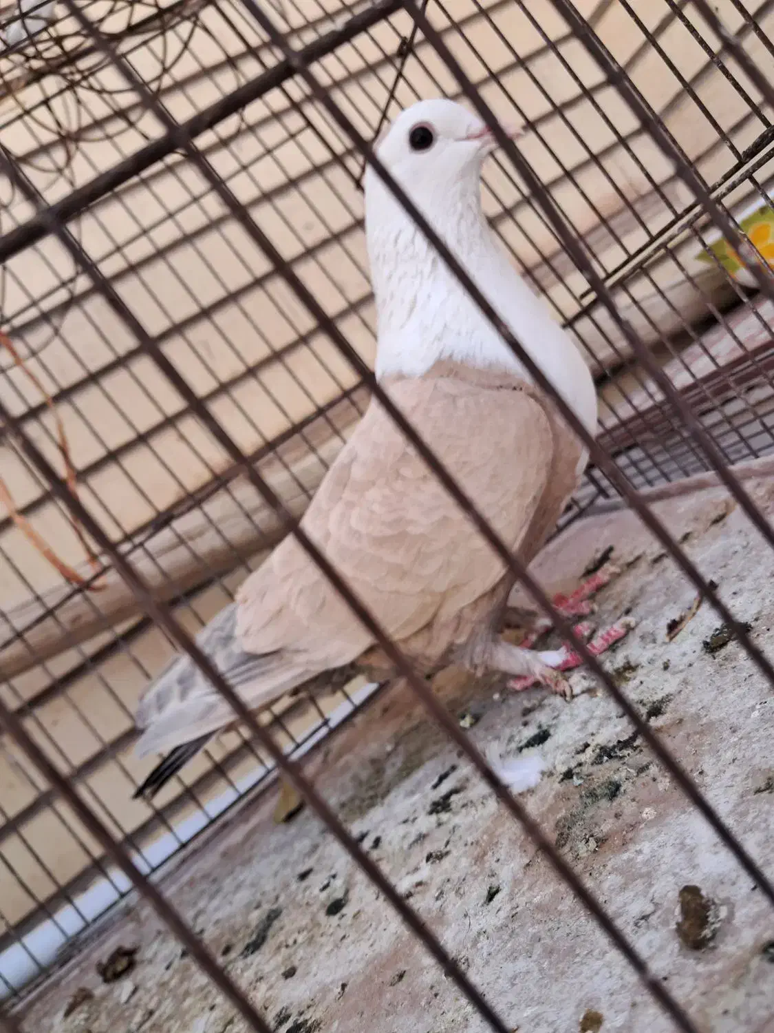 ماده زرد سرسفیدعتیقه|پرنده|رفسنجان, |دیوار