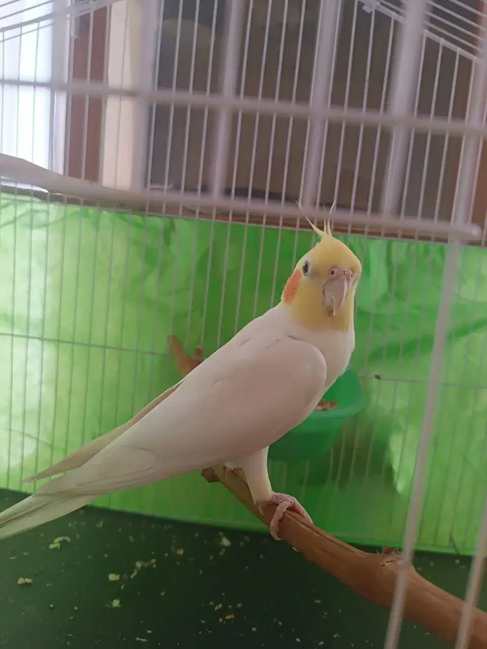 یک عدد عروس هلندی لوتینو سفید|پرنده|نیشابور, شهرک اندیشه|دیوار