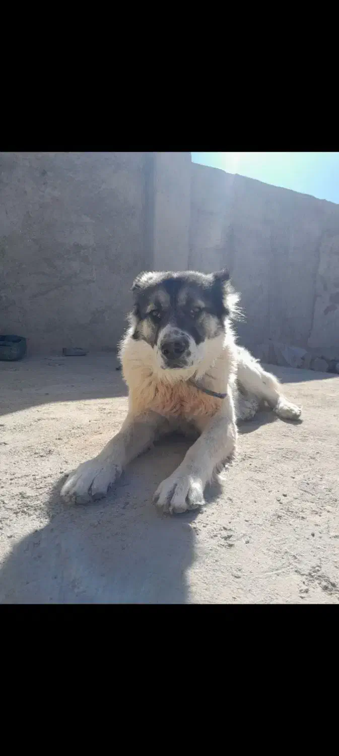 واگزار سگ|سگ|رودشت (اصفهان), |دیوار