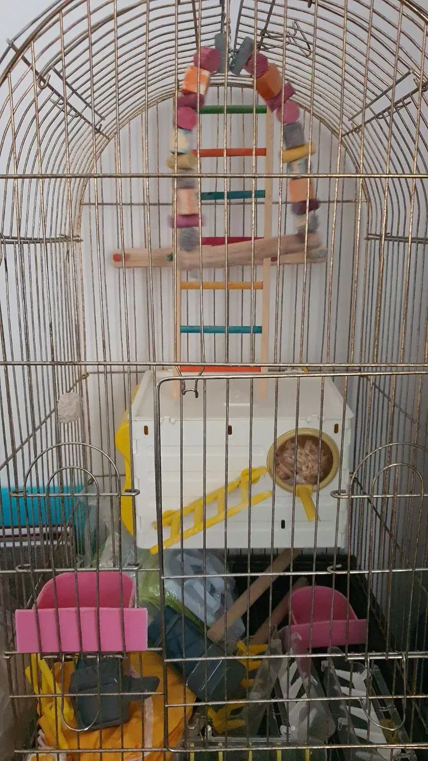 قفس عروس هلندی با لوازم|لوازم جانبی حیوانات|کاشان, زیارتی|دیوار