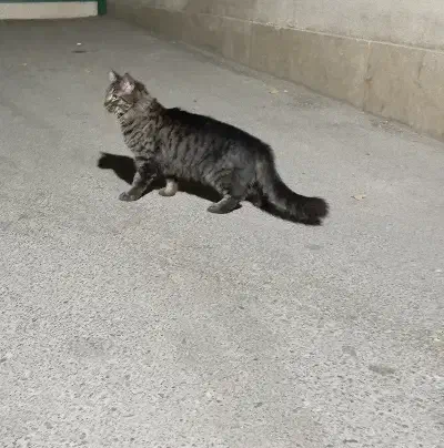 گربه نژاد DSH|گربه|تهران, جوادیه تهرانپارس|دیوار