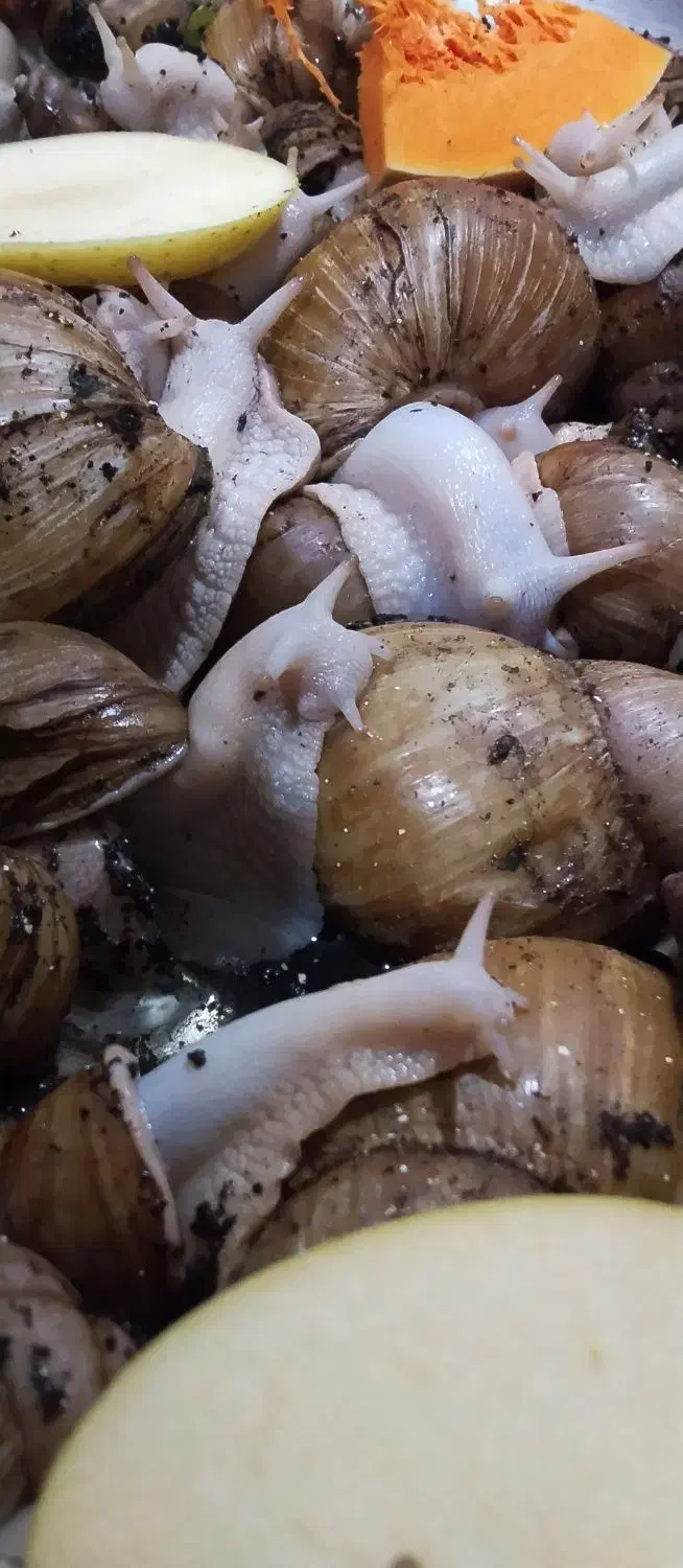 حلزون طبی..وخاویار|خزنده|شیراز, شیشهگری|دیوار