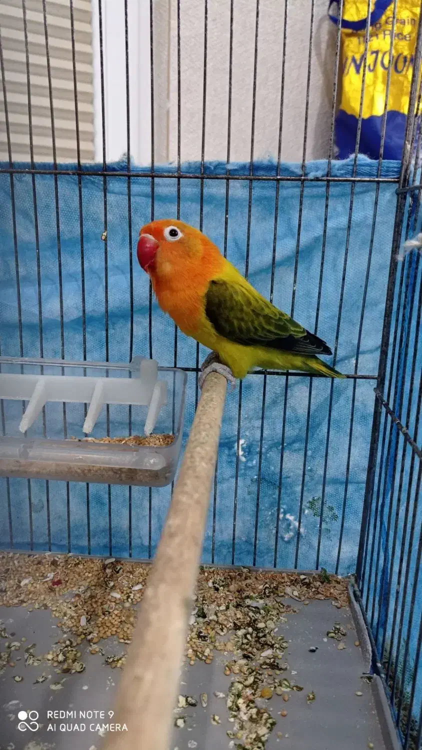 برزیلی اوپال یووینگ|پرنده|محمدیه-قزوین, |دیوار