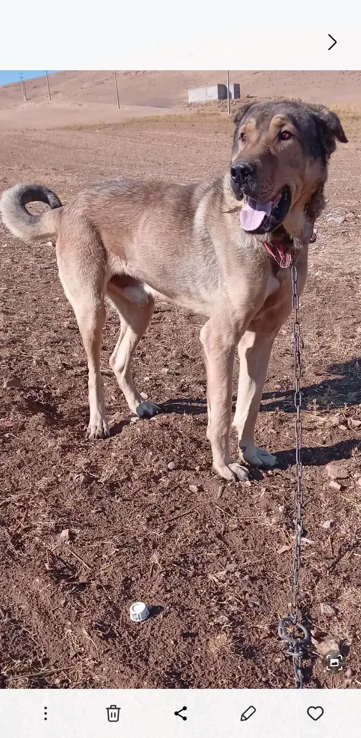 سرابی|سگ|بکتاش, |دیوار