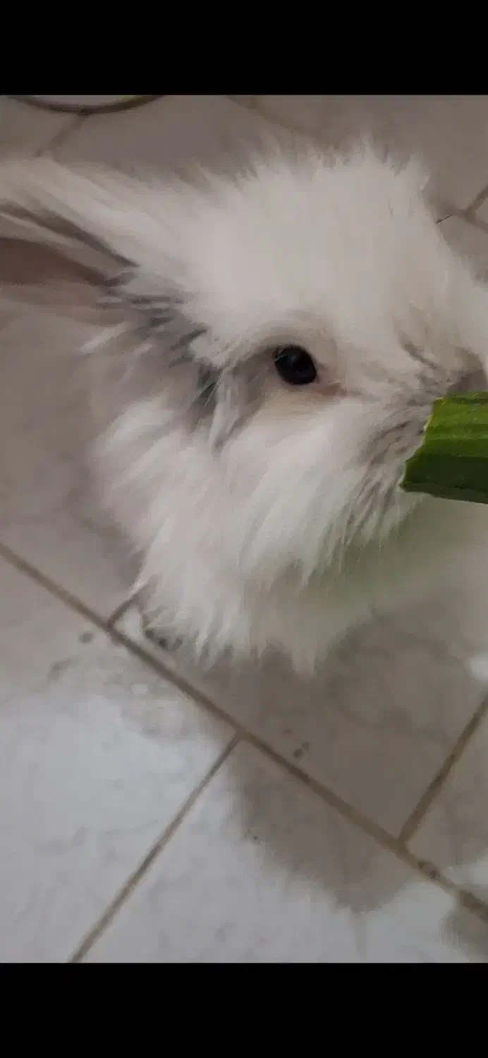 خرگوش لوپ با تمام وسایل|موش و خرگوش|پاکدشت, پاکدشت (مامازند)|دیوار