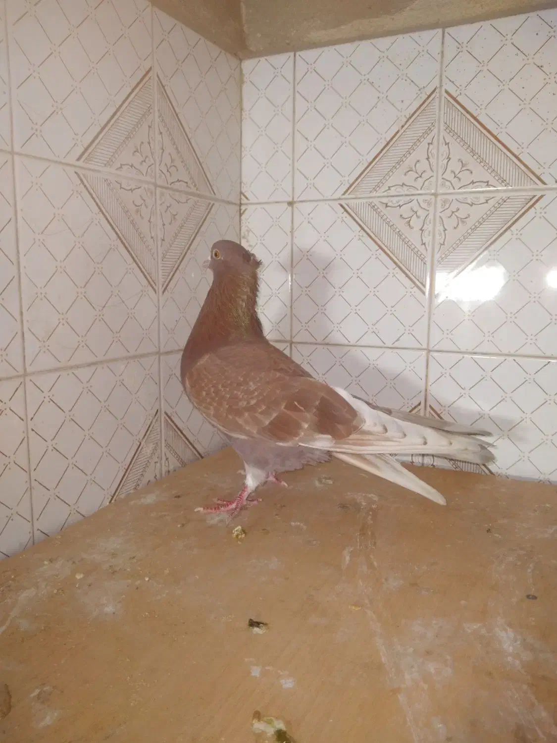 کبوتر غریب|حیوانات|رشت, معلولین|دیوار