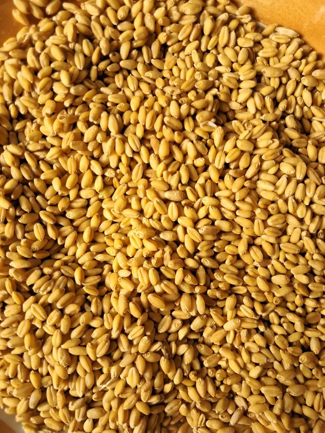 گندم کوه دشت|عمدهفروشی|آبش احمد, |دیوار