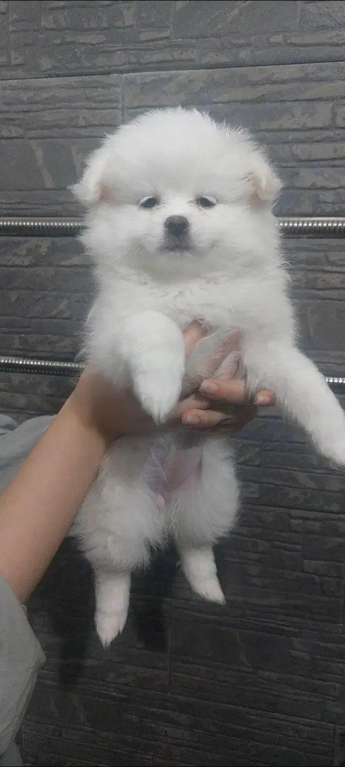 پامرانین|سگ|رشت, لاکان|دیوار