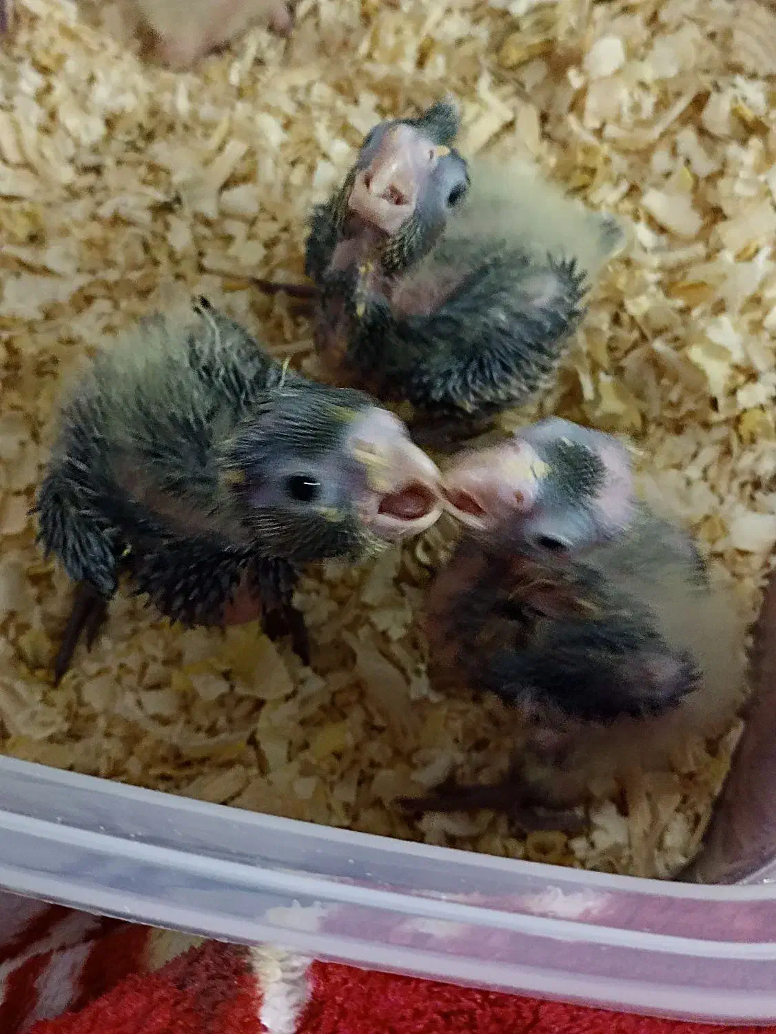 پرنده|پرنده|ری, دولت‌آباد|دیوار