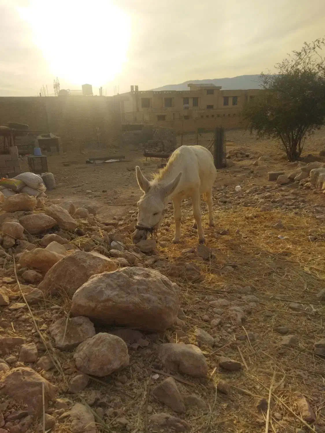 فروش الاغ اخته جوان|حیوانات مزرعه|کوه چنار, |دیوار