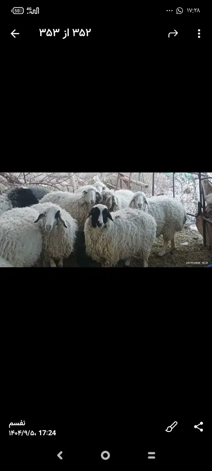 فروش فوری میش بدون بره|حیوانات مزرعه|بردسیر, |دیوار