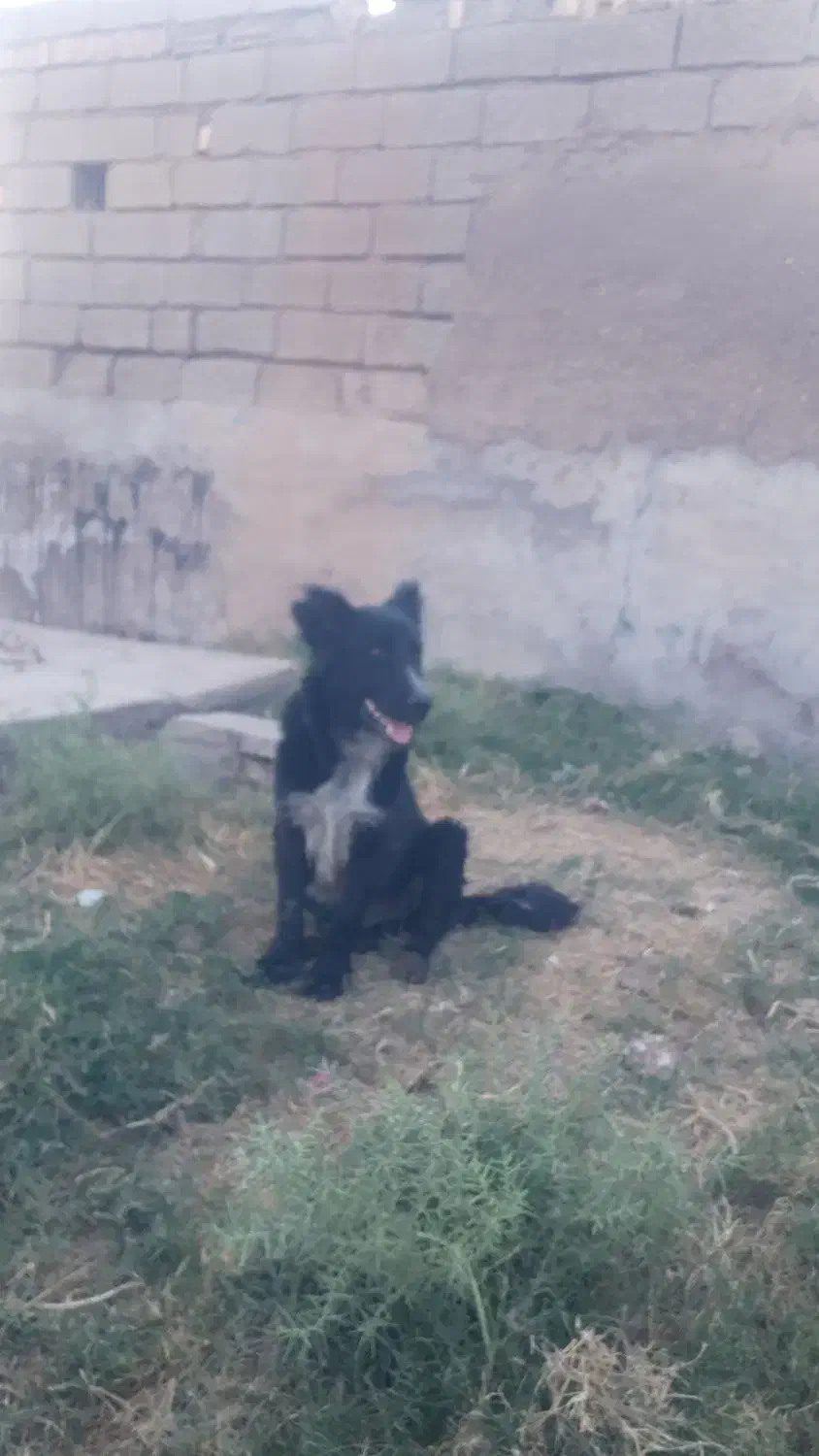 سگ نر|سگ|شوشتر, |دیوار