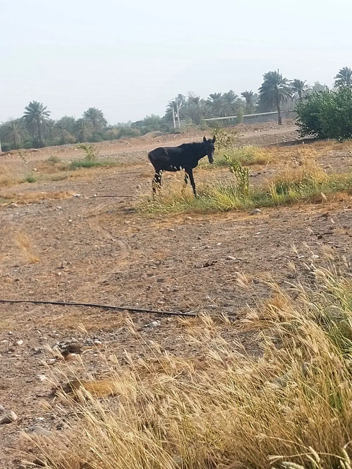 کره اسب مادیون|اسب و تجهیزات اسبسواری|میناب, |دیوار