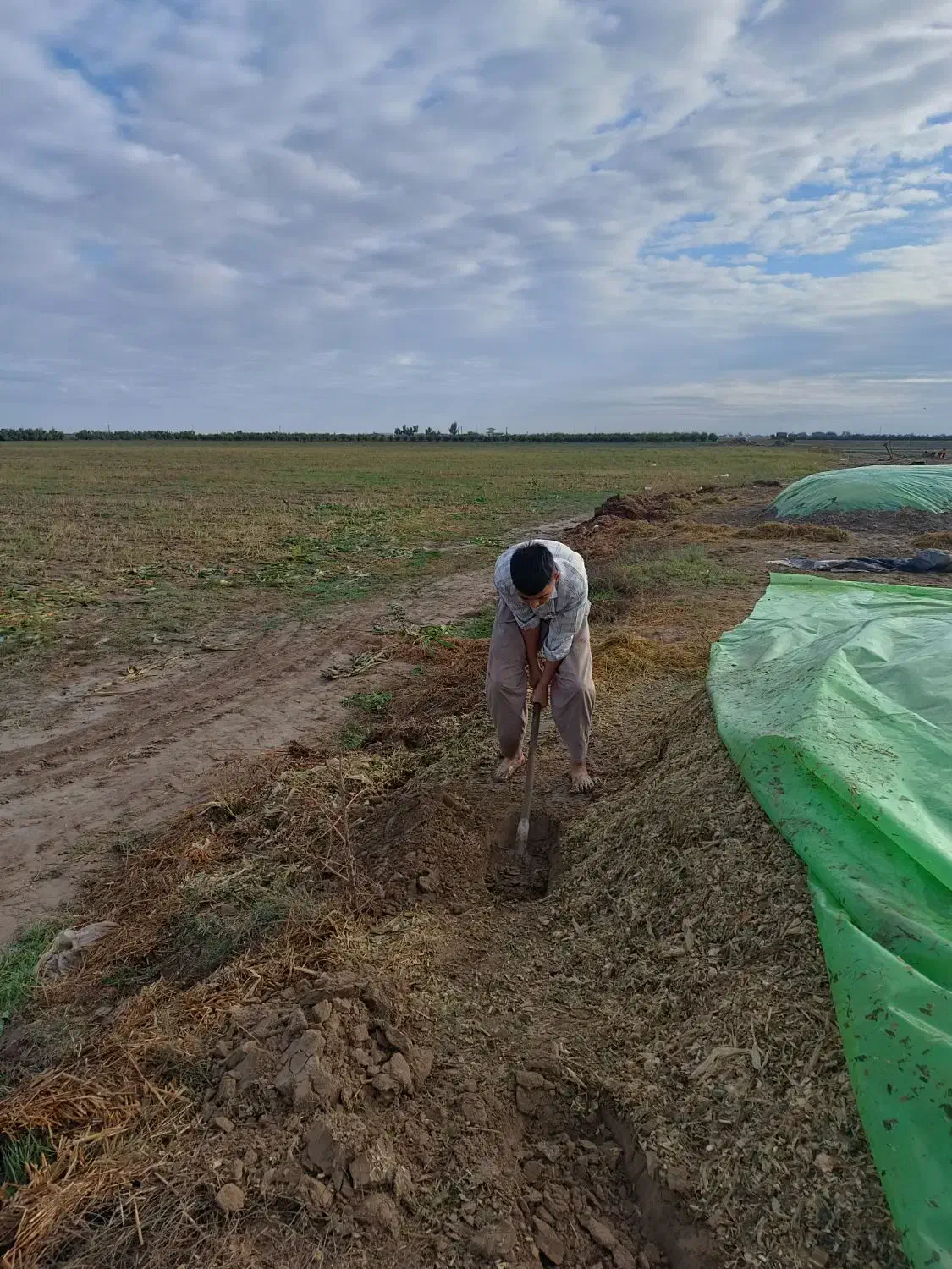 ذرت علوفه ای|لوازم جانبی حیوانات|سیمین شهر, |دیوار