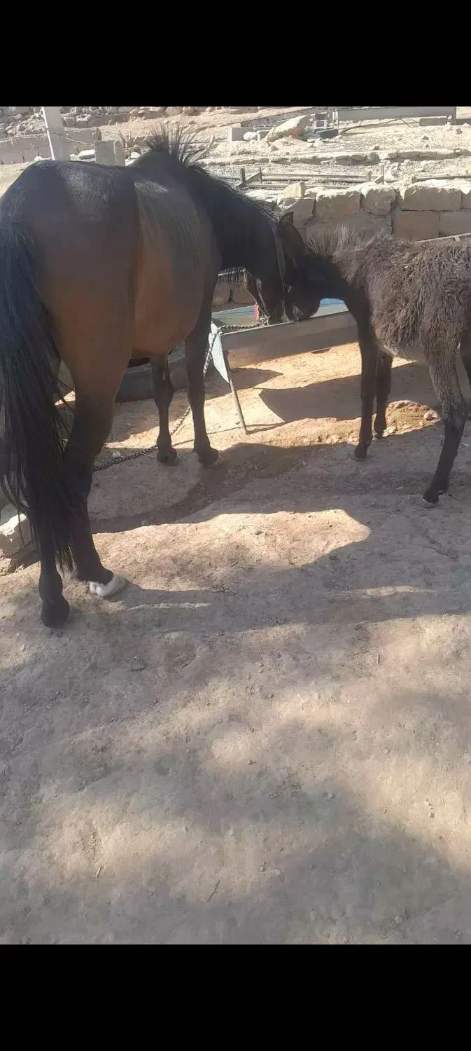 مادیان ۴ سال با کره خر|حیوانات مزرعه|لالی, |دیوار