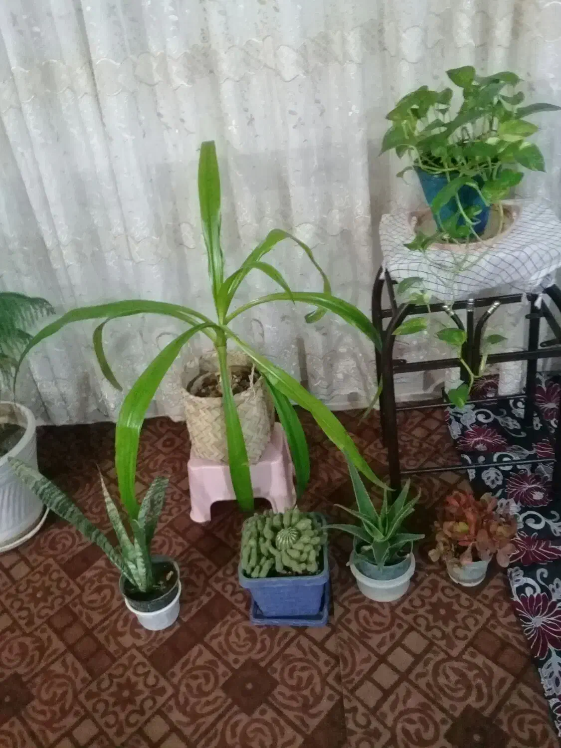 گل های طبیعی|گل و گیاه طبیعی|ملایر, |دیوار