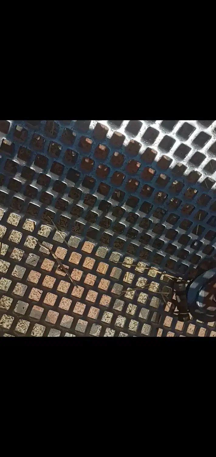 زیر سلندی|حیوانات|مرودشت, فاز اول شهرک فرهنگیان|دیوار