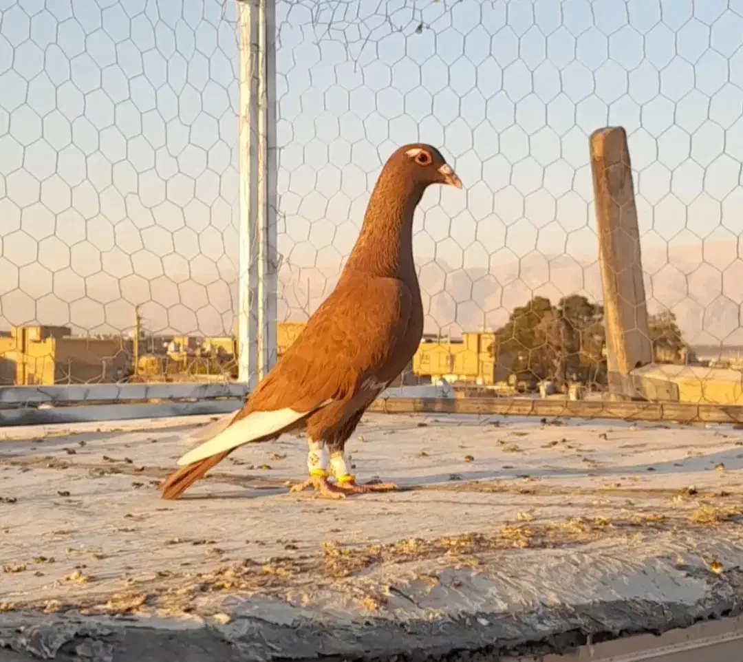 کبوتر قره|پرنده|مرودشت, شهرک مهدیه|دیوار