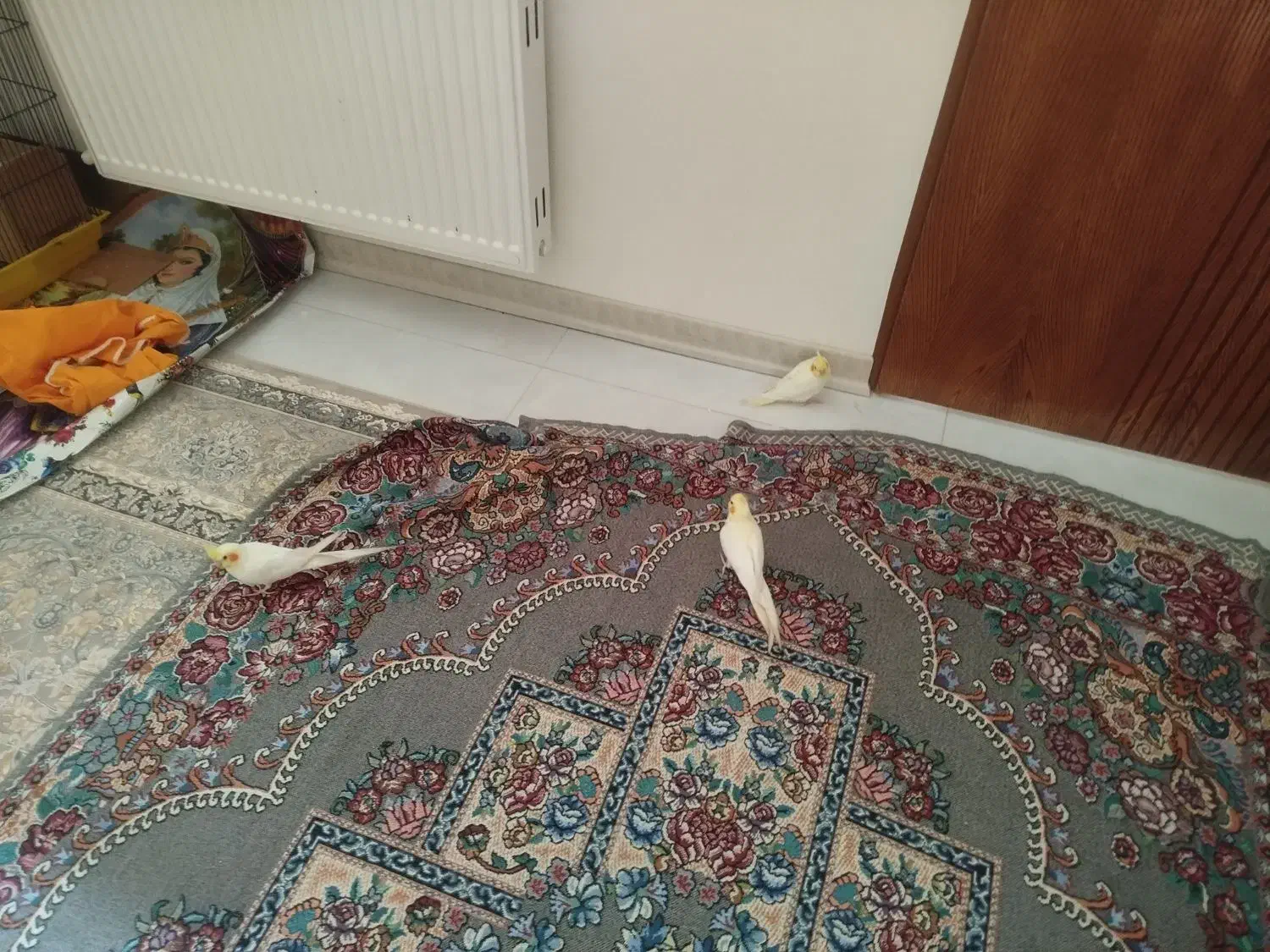 عروس هلندی نر ماده|پرنده|شاهین‌شهر, شهرک گلدیس|دیوار