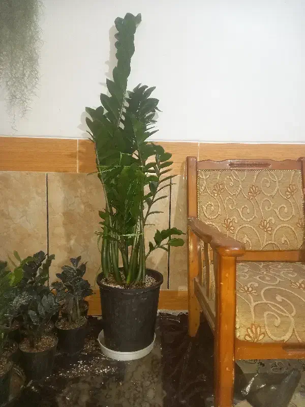 فروش گل زاموفیلیا|گل و گیاه طبیعی|پاسارگاد, |دیوار