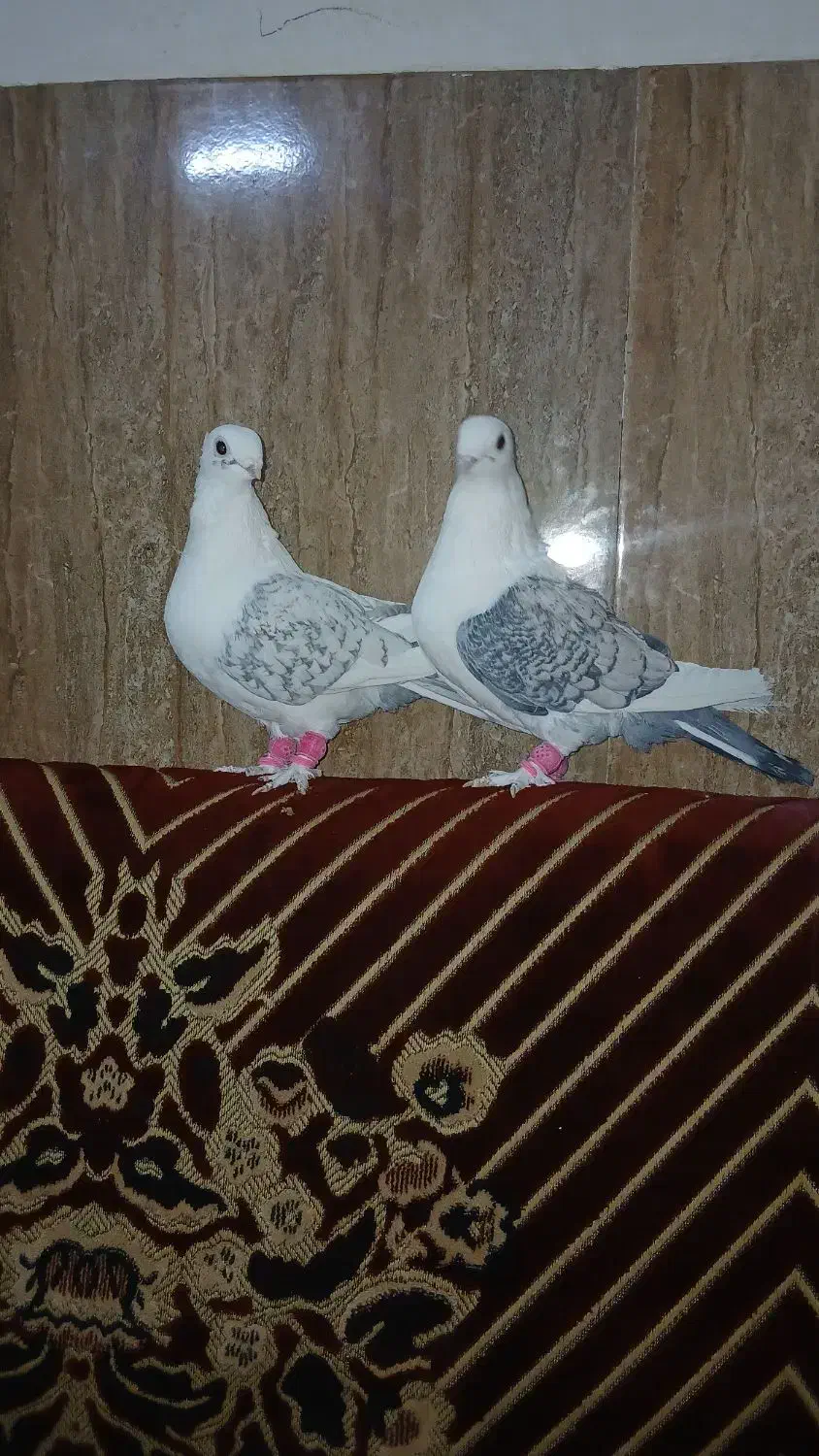 پشتی ابی|پرنده|سبزوار, جوادیه شرقی|دیوار