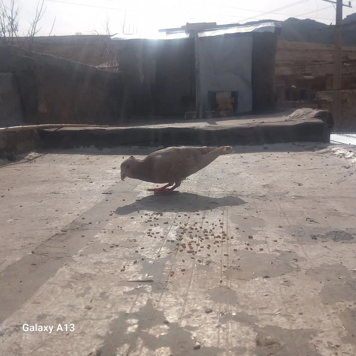 کبوتر زرد کاکلی پلاکی|حیوانات|خرم‌آباد, |دیوار