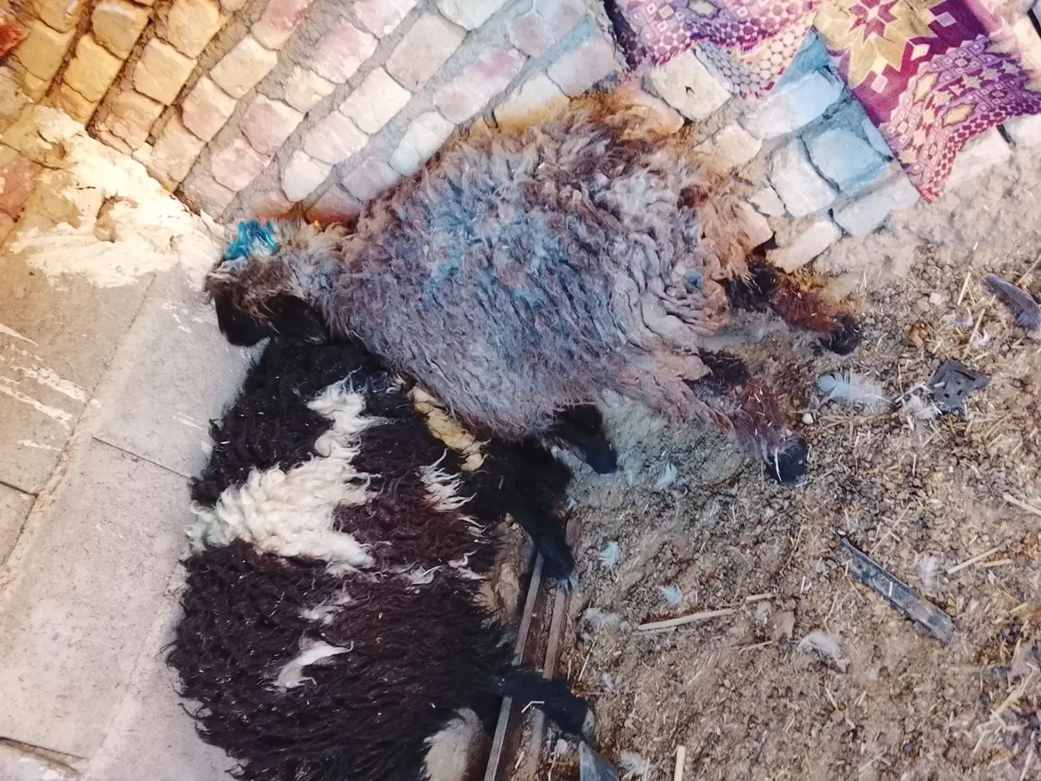 دو عدد بره تکی هم داده میشه فروش فوری سریع|حیوانات مزرعه|زاهدان, |دیوار