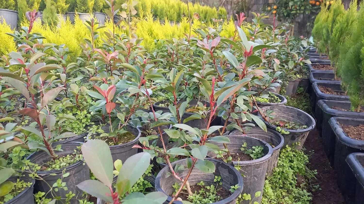 فتونیا|گل و گیاه طبیعی|کلاچای, |دیوار