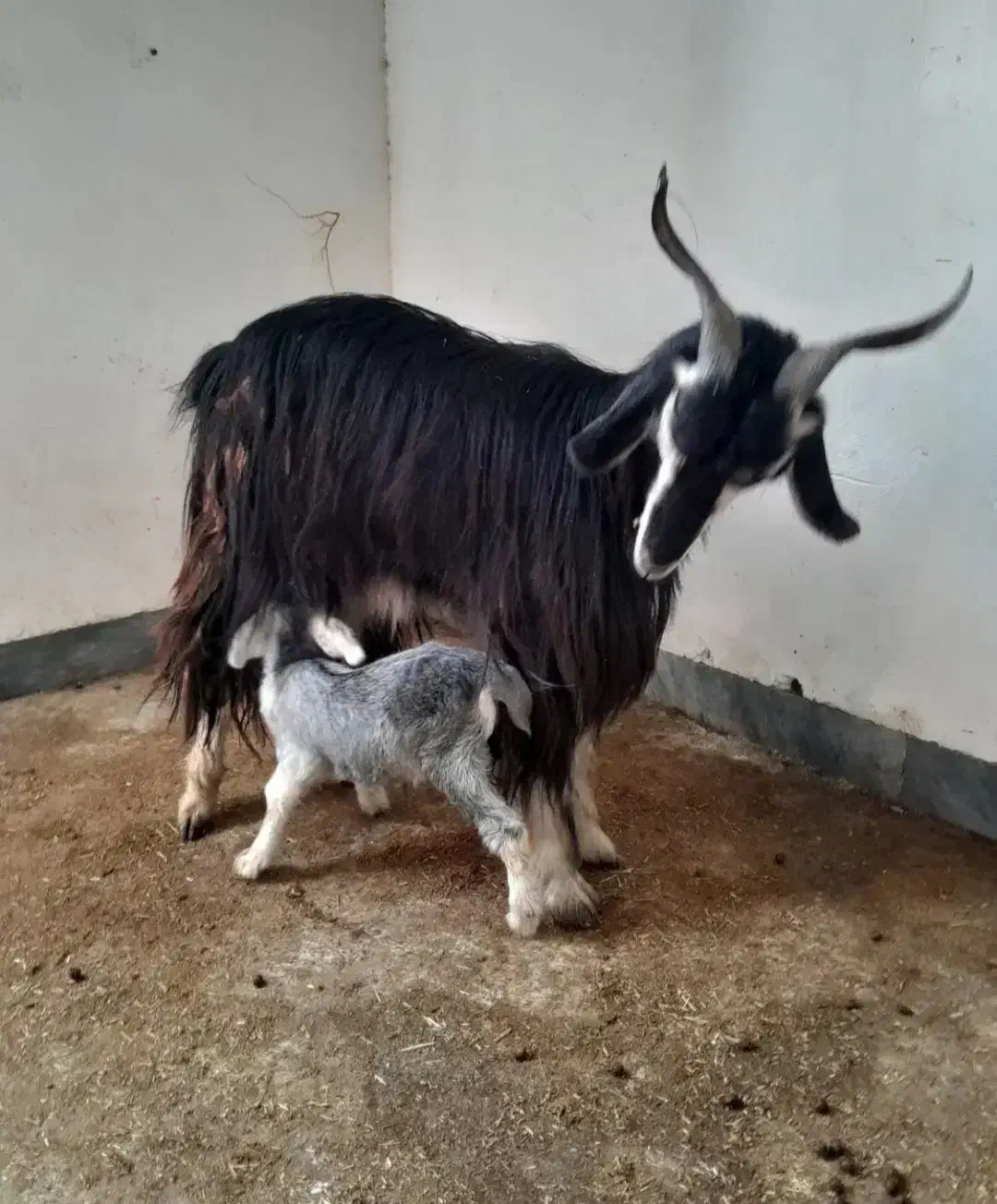 سلام|حیوانات مزرعه|بندر ماهشهر, |دیوار