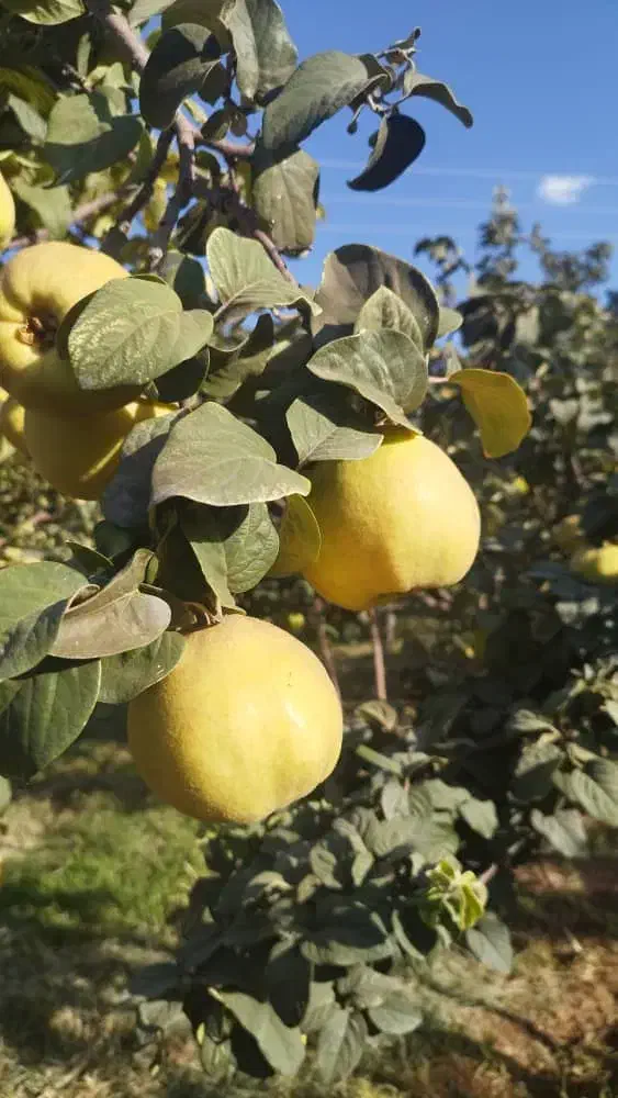 به تازه خرید از کشاورز کیلو 50|خوردنی و آشامیدنی|خانمیرزا, |دیوار