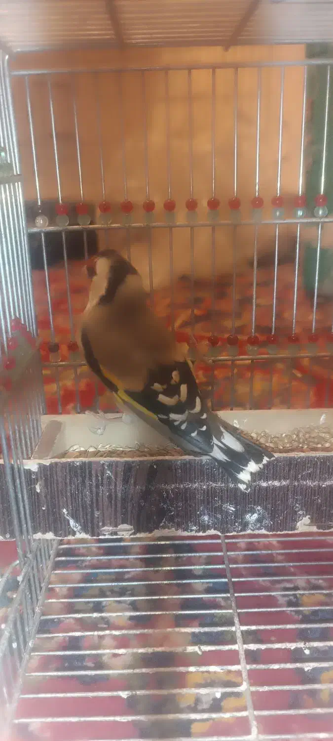 سهره|پرنده|شیراز, جوادیه|دیوار