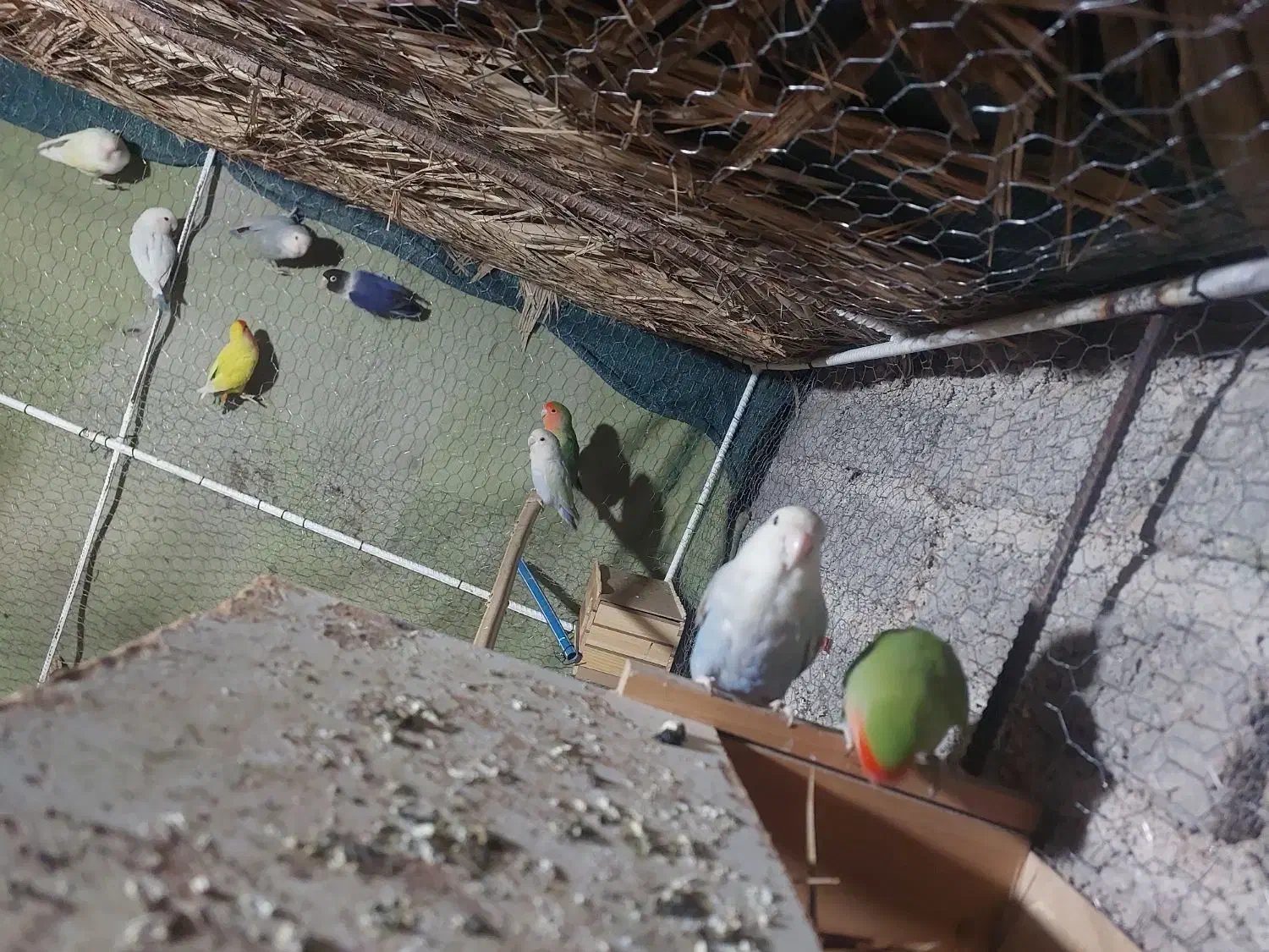 طوطی برزیلی|پرنده|داراب, |دیوار