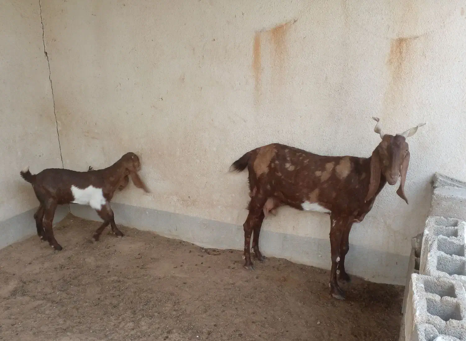 بز پاکستانی و کهره نر پاکستانی|حیوانات مزرعه|برازجان, |دیوار