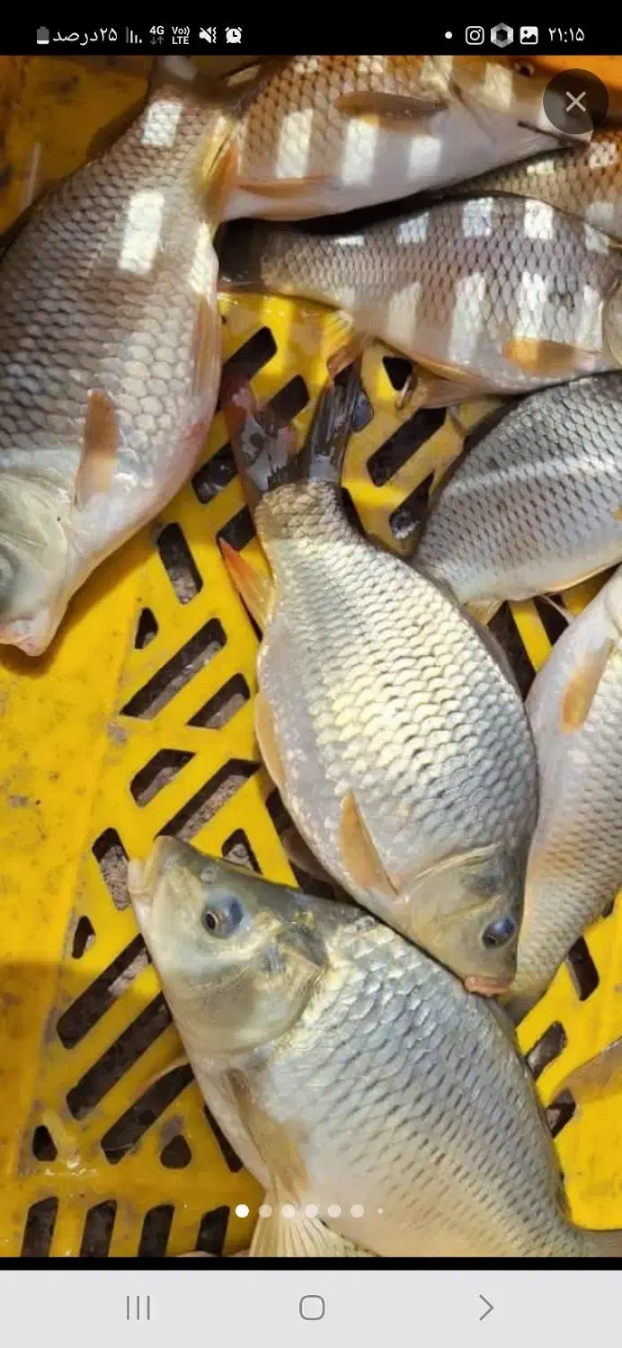 بچه ماهی|ماهی|شوشتر, |دیوار