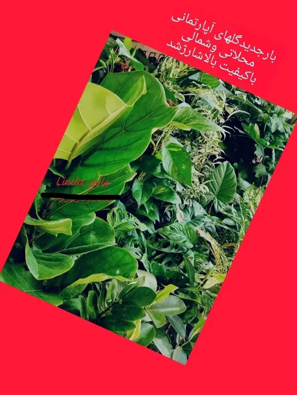 گل فروشی|گل و گیاه طبیعی|جهرم, |دیوار