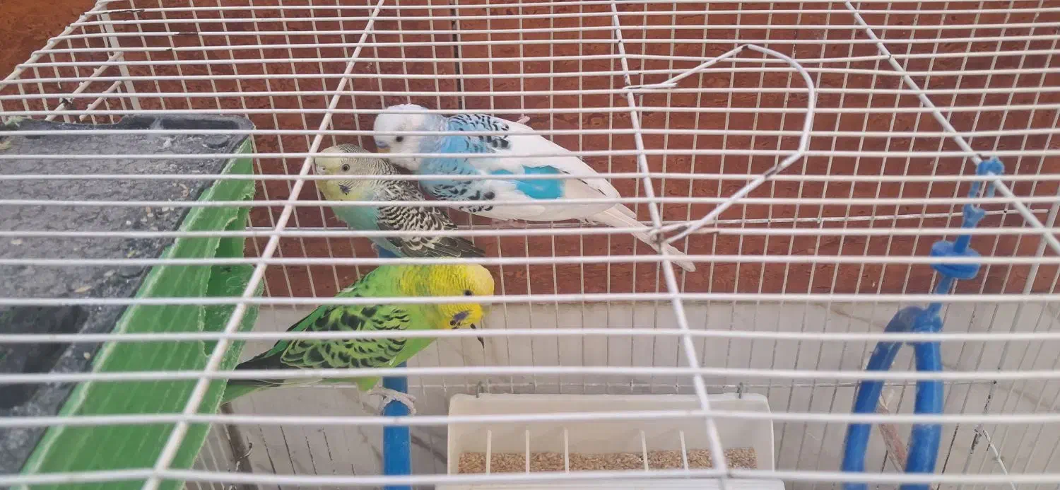 فروش پرنده|پرنده|مشهد, نوده|دیوار
