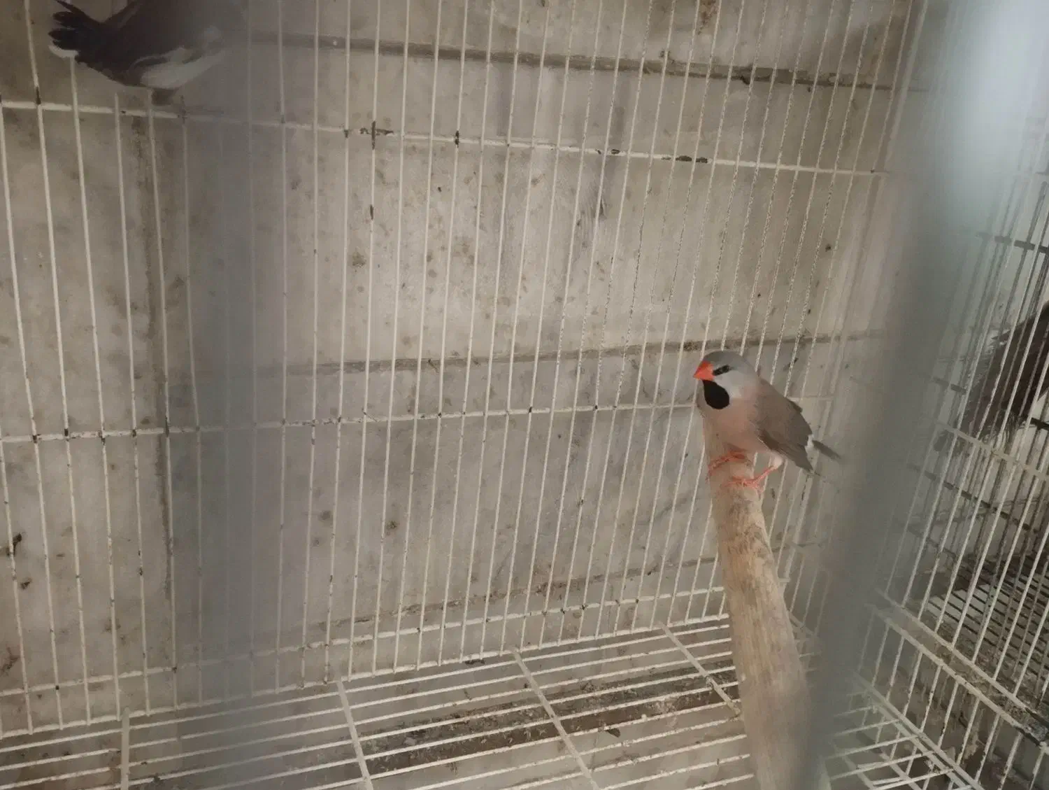 فنچ کرواتی|پرنده|آزادشهر, |دیوار