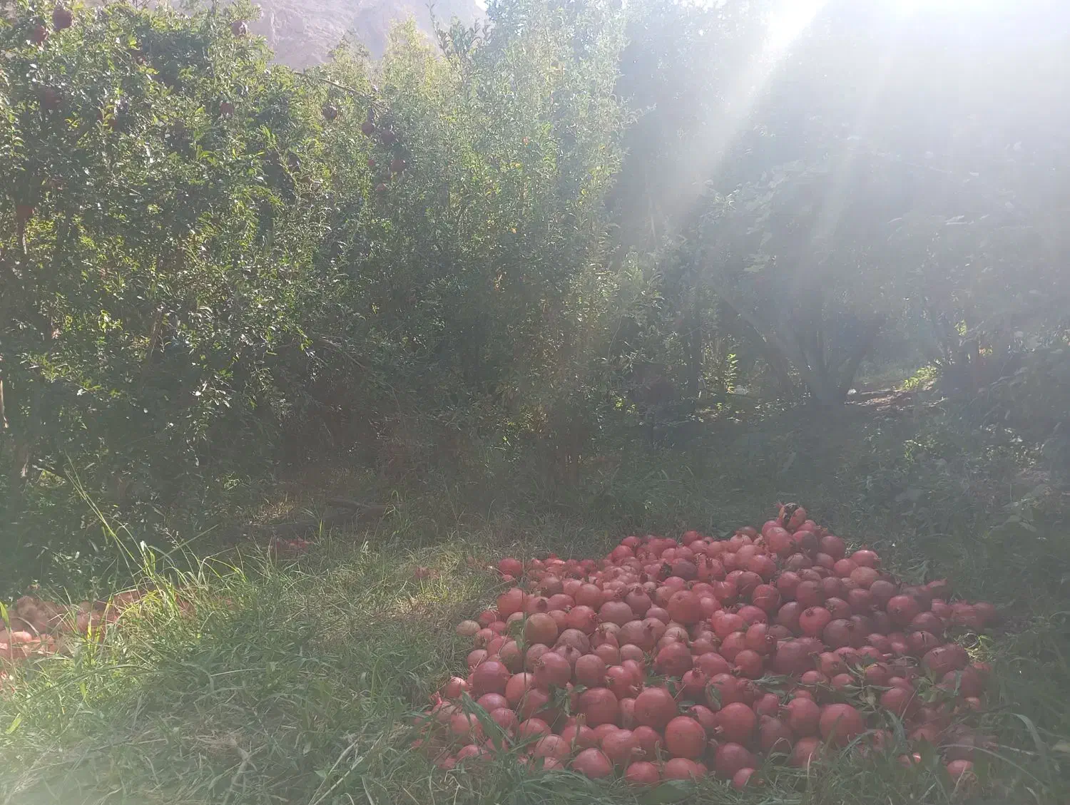 انار جوشان دانه زغالی|خوردنی و آشامیدنی|گلباف, |دیوار