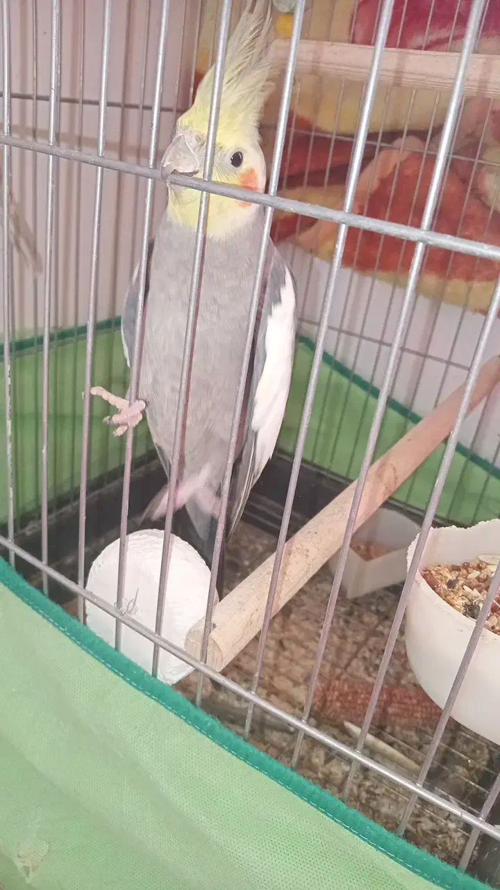 عروس هلندی جفت سخنگو با تخم|پرنده|زنجان, |دیوار