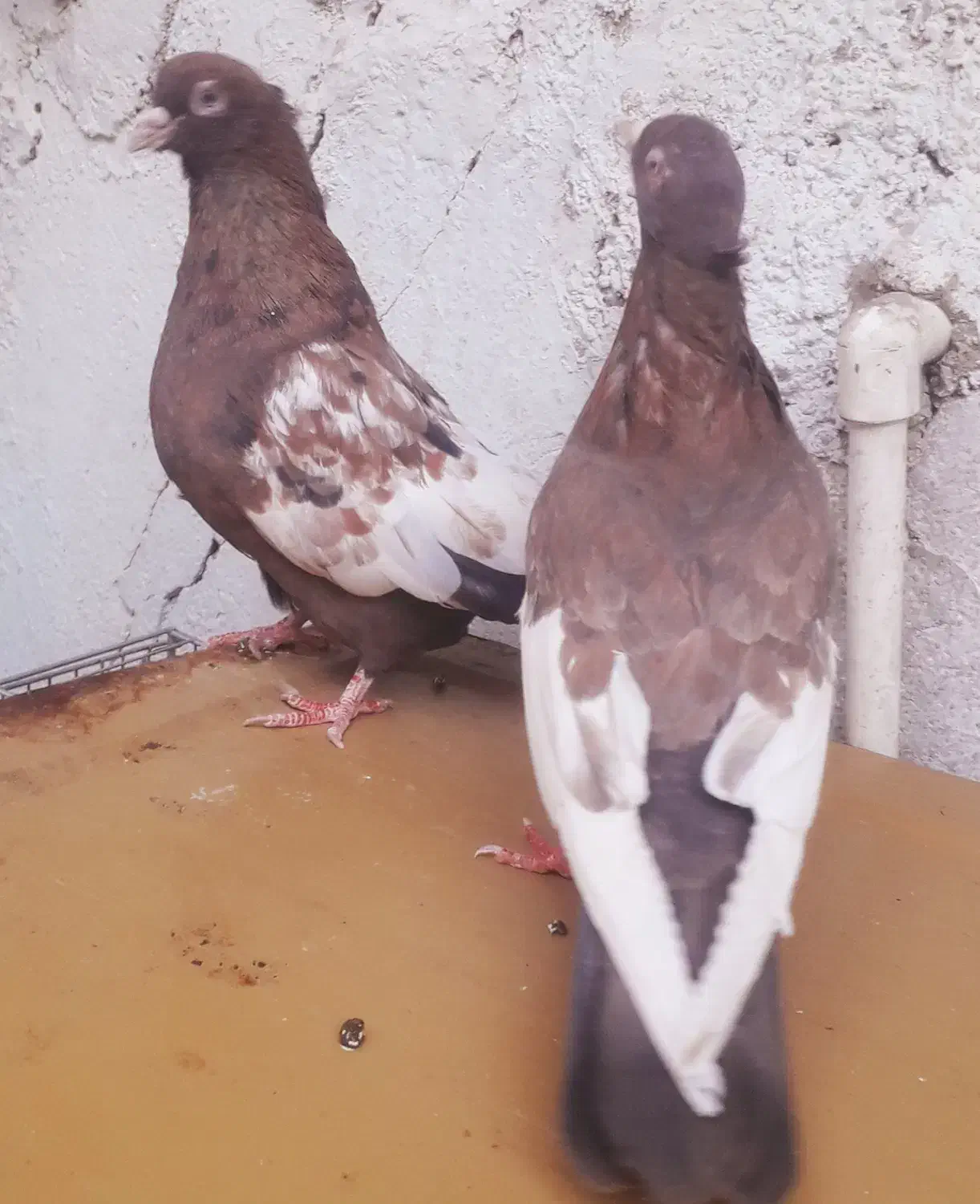 کبوتر  سینه تافته ای نروماده|پرنده|شیراز, حافظیه|دیوار