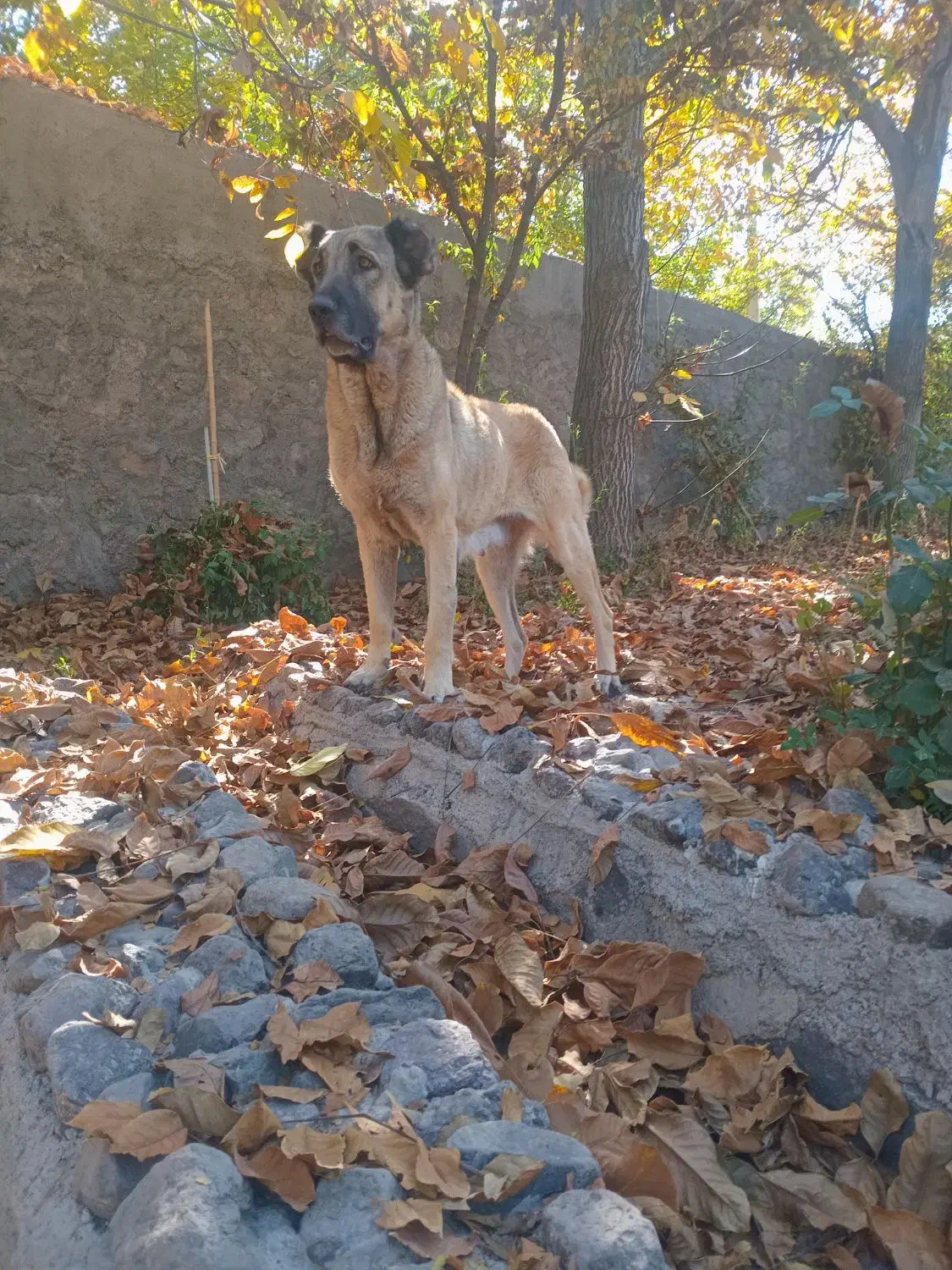 واگذاری سگ ماده|سگ|سراب, |دیوار